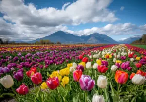 Kashmir Tulip Festival Tour Package 2026 – 5 Days