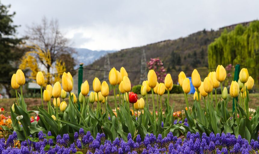 Tulip Garden Srinagar for Families: Kids Entry, Facilities & What to Expect 1 Tulip Garden Srinagar for Families: Kids Entry, Facilities & What to Expect