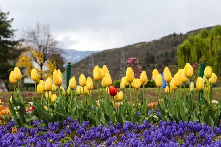 How to Book Tulip Garden Srinagar Tickets Online & Offline (2026)