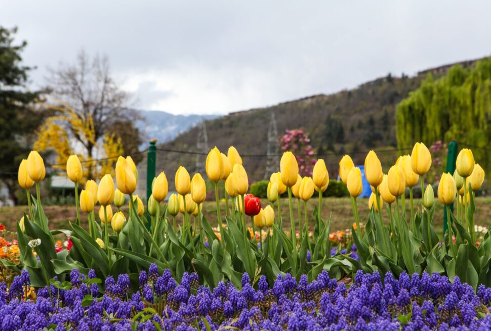 Beautiful yellow tulips bloom in a vibrant garden in Srinagar, surrounded by scenic mountains.