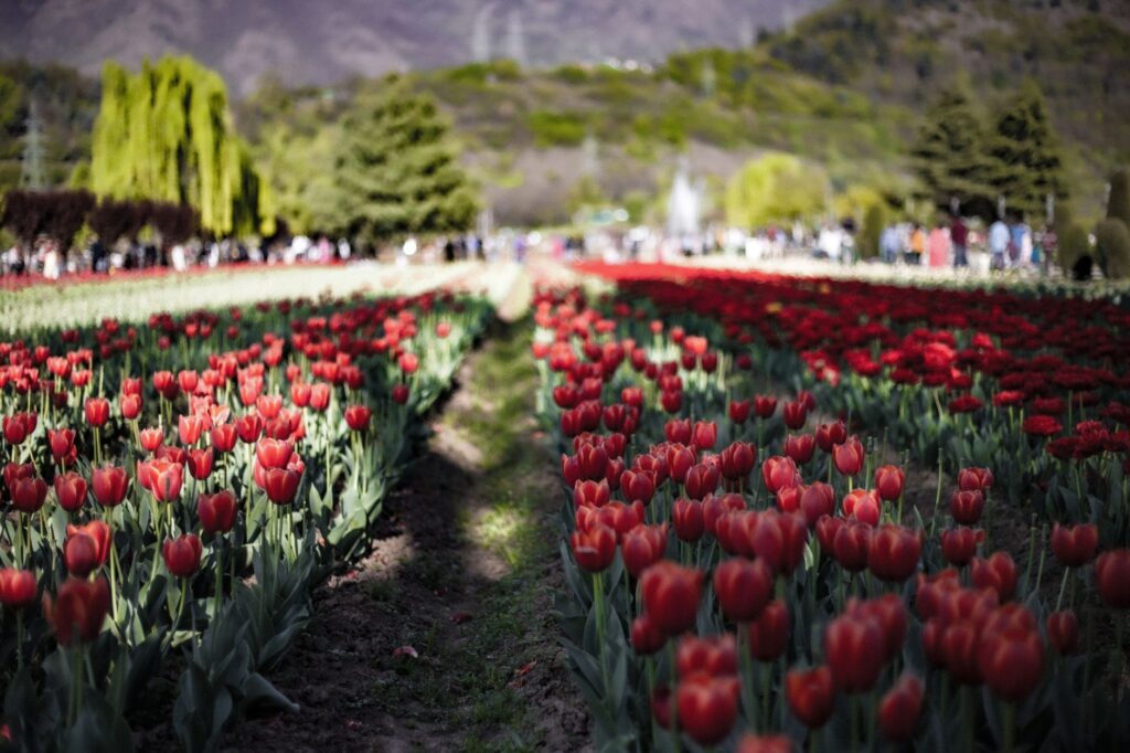 Tulip Garden Srinagar