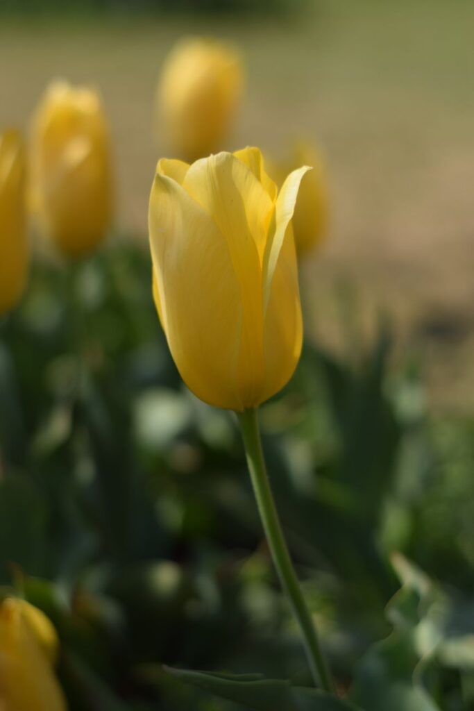 Tulip Garden Srinagar