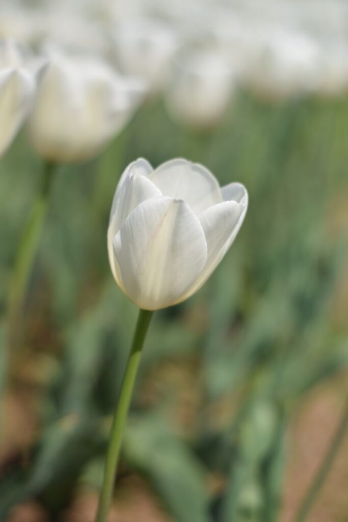 Tulip Garden Srinagar