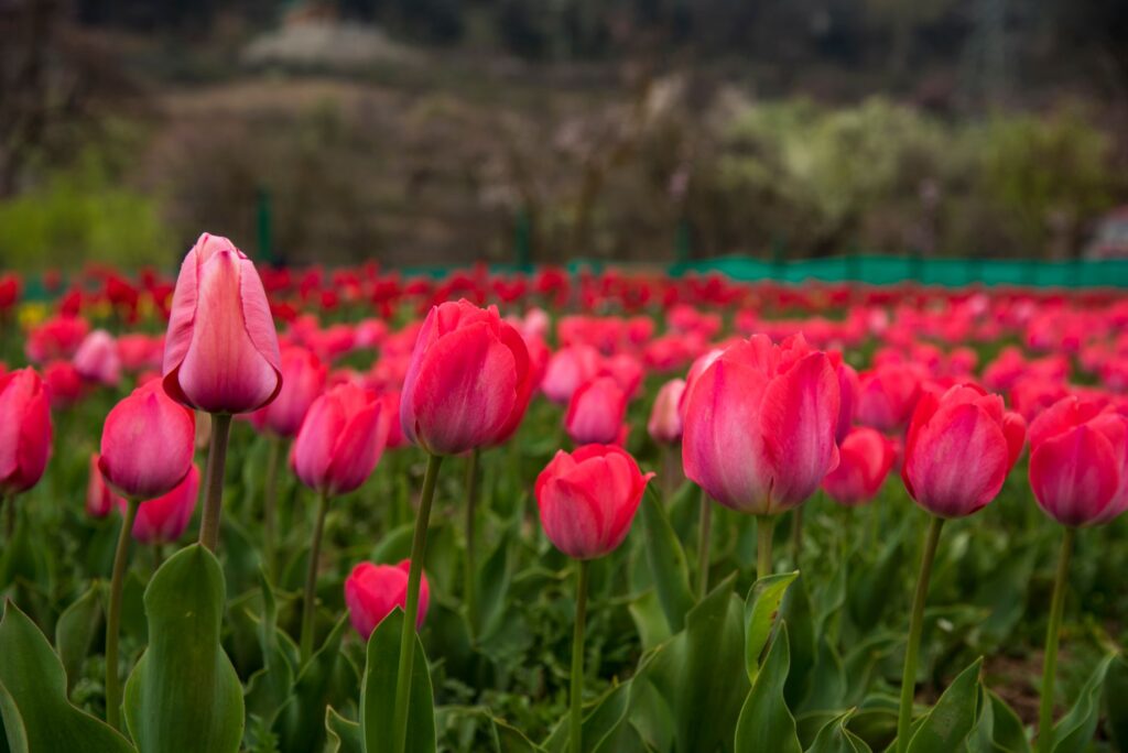 Tulip Garden Srinagar
