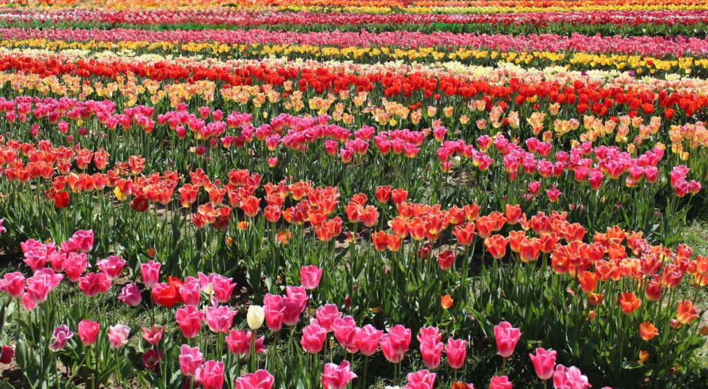 Tulip Garden Srinagar