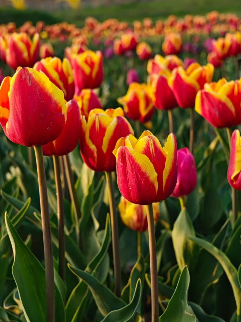 Tulip Garden Srinagar