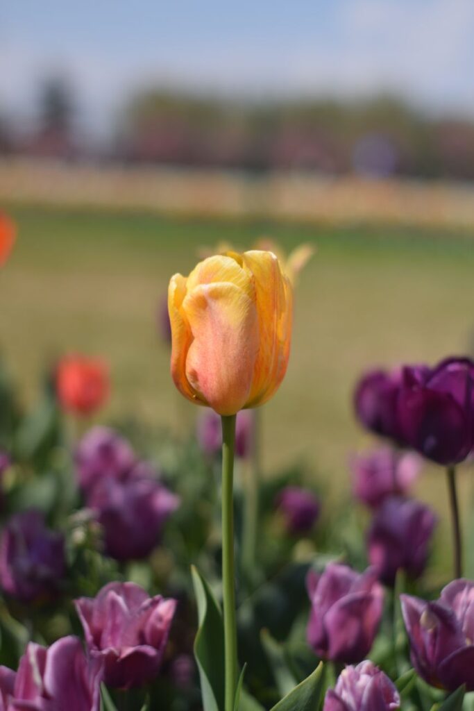Tulip Garden Srinagar