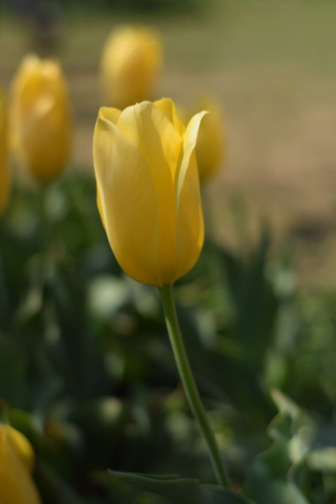 Tulip Garden Srinagar