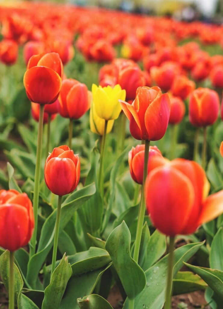 Tulip Garden Srinagar