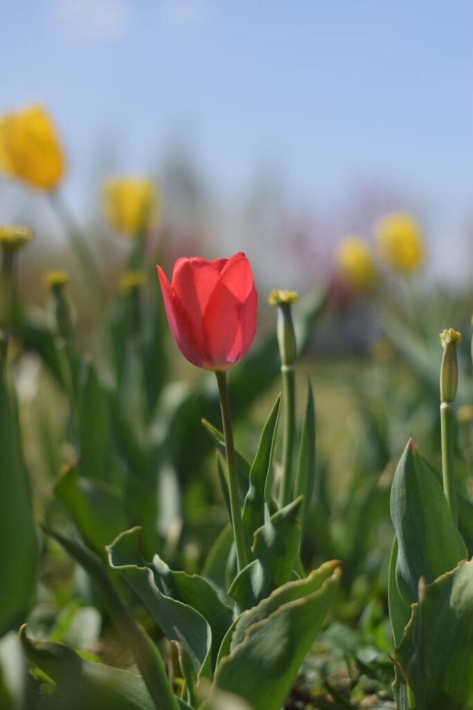 Tulip Garden Srinagar