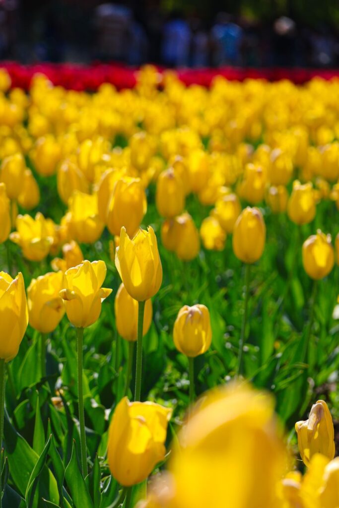 Tulip Garden Srinagar
