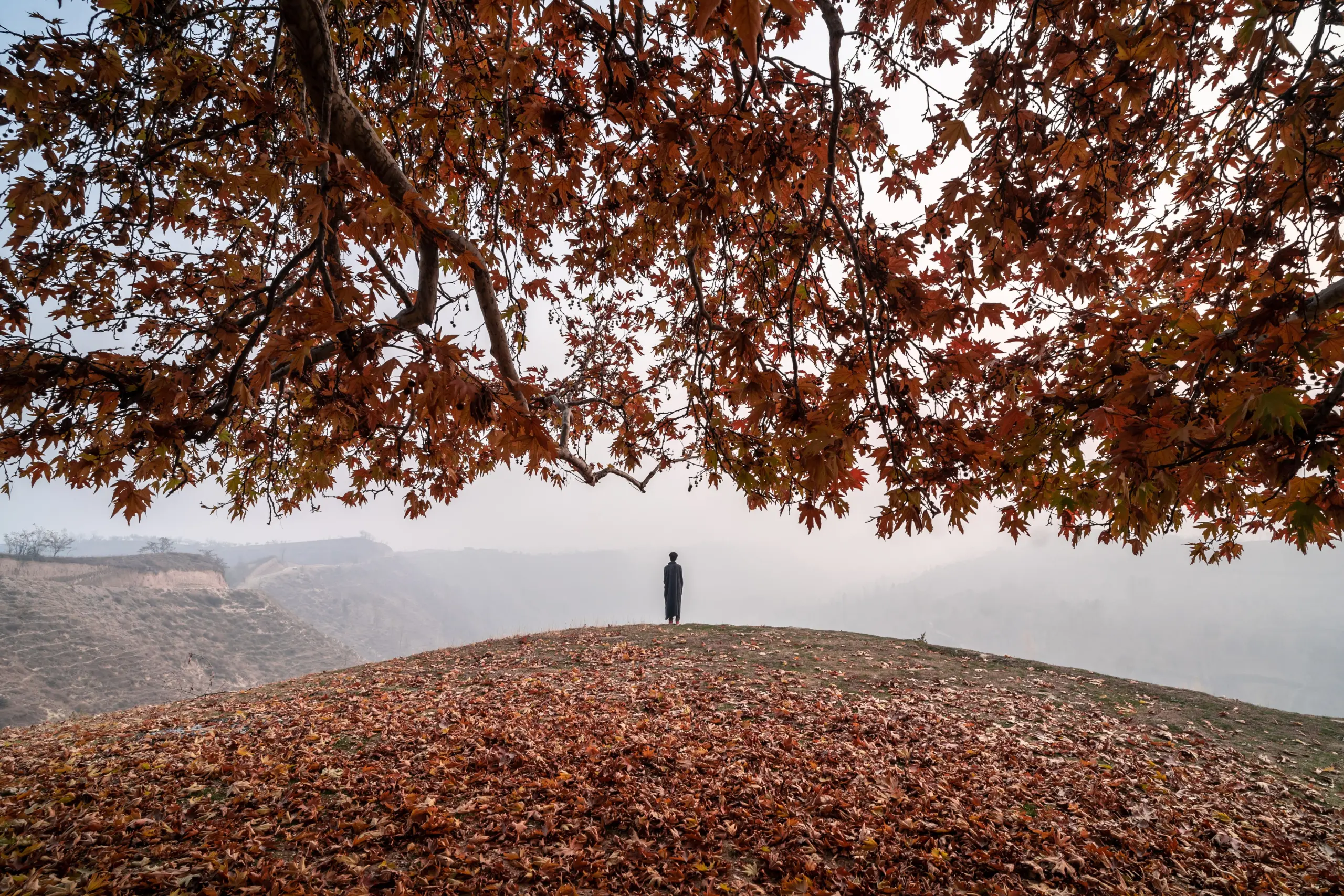 Best Autumn Day Trips from Srinagar by Taxi: Chinars, Saffron, Daksum & Kokernag 1 autumn