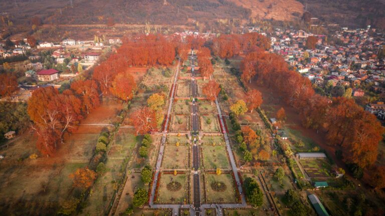 Kashmir Chinar Leaf Peeping Calendar: Where Colors Start First in Srinagar, Pampore, Ganderbal & Shopian