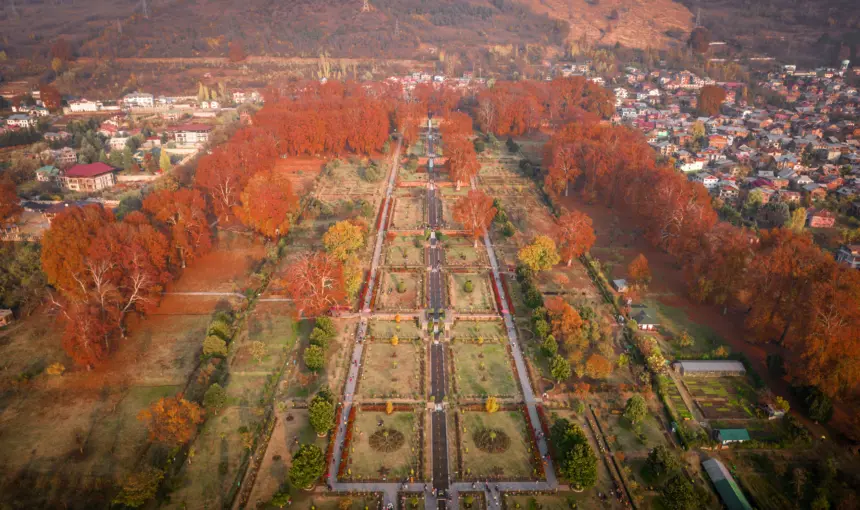 Kashmir Chinar Leaf Peeping Calendar: Where Colors Start First in Srinagar, Pampore, Ganderbal & Shopian 1 Kashmir Chinar Leaf Peeping Calendar: Where Colors Start First in Srinagar, Pampore, Ganderbal & Shopian