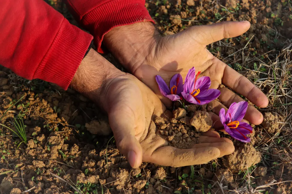 Kashmir Taxi Service | Book Cab Online – Srinagar, Gulmarg, Pahalgam 53 Hands gently holding bright purple saffron flowers in a field in Pampore, showcasing the beauty of nature.