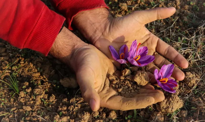 Kashmir Saffron Harvest Tour in Pampore: Field Visits, Picking Season & Taxi Plan 2 Kashmir Saffron Harvest Tour in Pampore: Field Visits, Picking Season & Taxi Plan