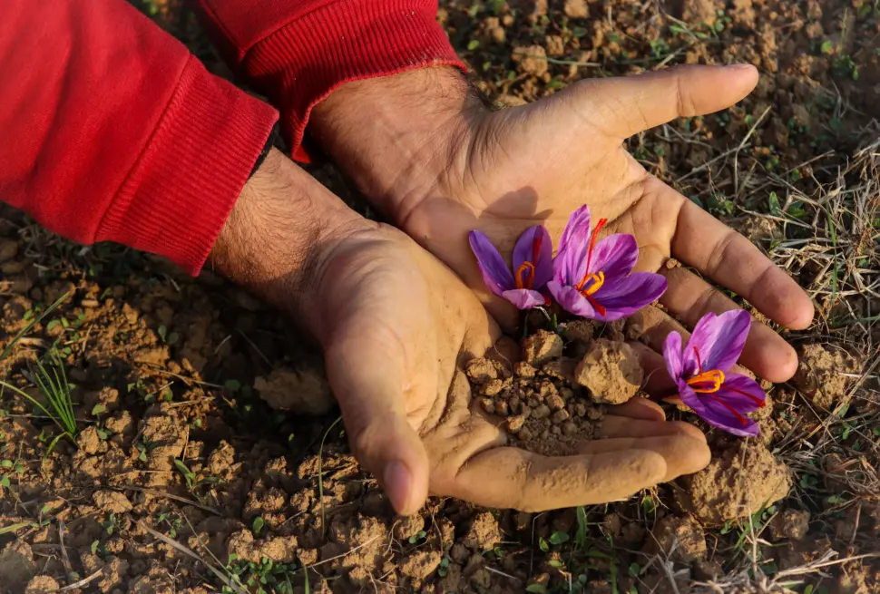 Hands gently holding bright purple saffron flowers in a field in Pampore, showcasing the beauty of nature.