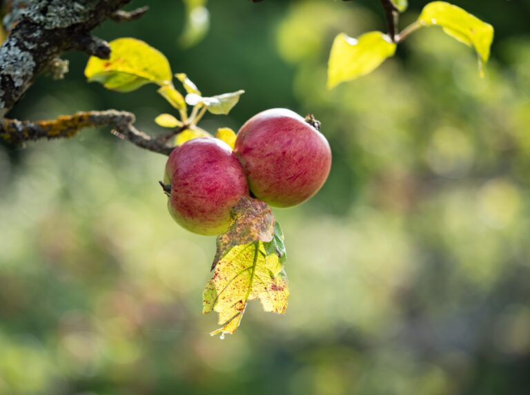 Kashmir Apple Harvest Tour in Sopore, Shopian & Harwan