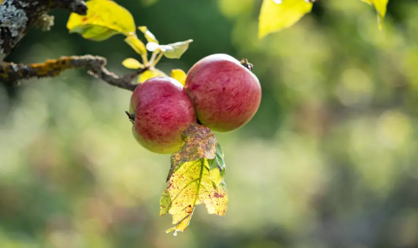 Kashmir Apple Harvest Tour in Sopore, Shopian & Harwan