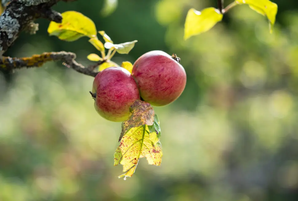 Close-up of ripe red apples on a branch in a sunny orchard, showcasing natural growth and autumn colors.