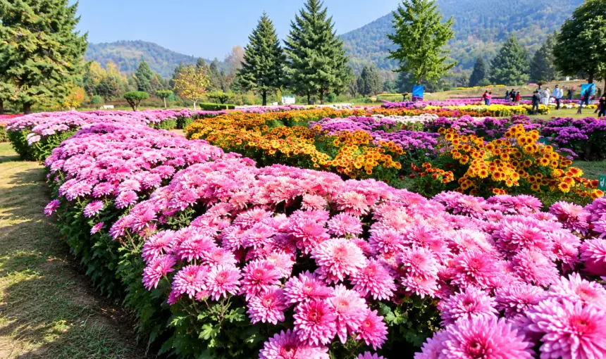 Bagh-e-Gul-e-Dawood Srinagar 2026: Kashmir's Chrysanthemum Garden Is Open 1 Bagh-e-Gul-e-Dawood Srinagar 2026: Kashmir’s Chrysanthemum Garden Is Open