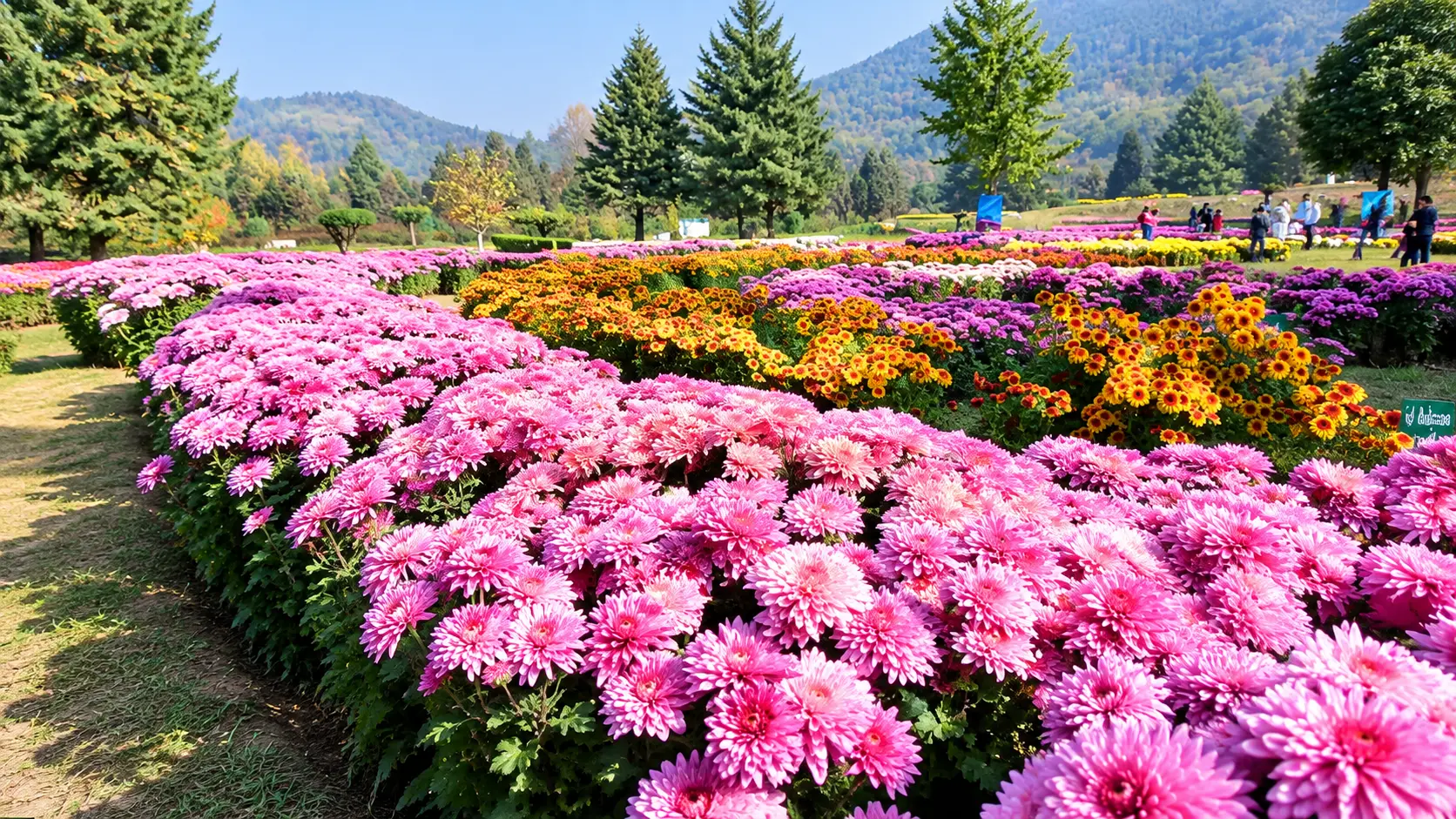 Chrysanthemum flower beds in autumn at Bagh-e-Gul-e-Dawood, Srinagar