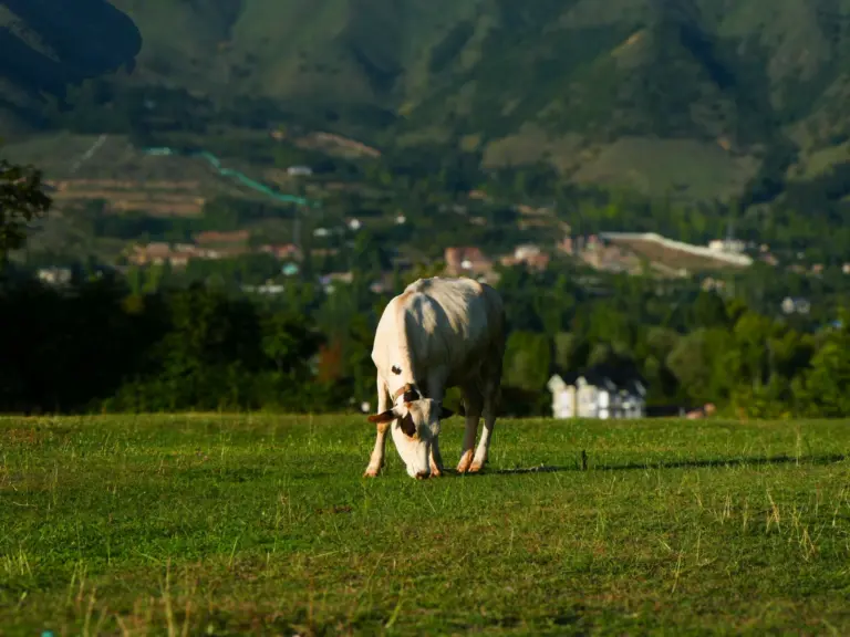 Baisaran Valley (Mini Switzerland), Pahalgam, Kashmir – photo 3